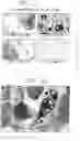 Fig. 27 - Mouse prostate stem cell antigen and uses thereof