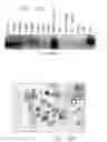 Fig. 29 - Mouse prostate stem cell antigen and uses thereof
