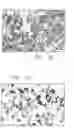 Fig. 31 - Mouse prostate stem cell antigen and uses thereof