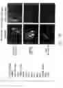 Fig. 43 - Mouse prostate stem cell antigen and uses thereof