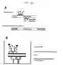 Fig. 47 - Mouse prostate stem cell antigen and uses thereof