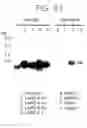 Fig. 60 - Mouse prostate stem cell antigen and uses thereof