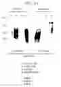 Fig. 61 - Mouse prostate stem cell antigen and uses thereof