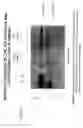 Fig. 70 - Mouse prostate stem cell antigen and uses thereof