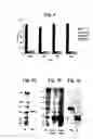 Fig. 02 - Compositions capable of specifically binding particular human antigen presenting molecule/pathogen-derived antigen complexes and uses thereof