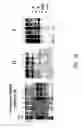 Fig. 07 - Measles subunit vaccine
