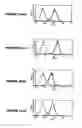 Fig. 06 - Cytotoxic T-cell epitopes from 