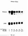 Fig. 22 - Soft tissue implants and anti-scarring agents