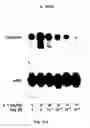 Fig. 16 - Soft tissue implants and anti-scarring agents