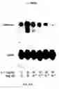 Fig. 16 - Soft tissue implants and anti-scarring agents