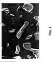 Fig. 02 - Transplantable particulate bone composition having high osteoinductive capacity and methods for making and using same