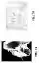 Fig. 09 - Transplantable particulate bone composition having high osteoinductive capacity and methods for making and using same