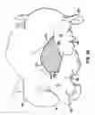 Fig. 06 - Method for cleaning poultry