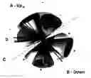 Fig. 01 - Physical quantum model for the atom