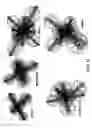 Fig. 43 - Physical quantum model for the atom