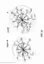 Fig. 45 - Physical quantum model for the atom