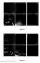 Fig. 03 - Viral propagation system and uses thereof