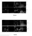 Fig. 04 - Viral propagation system and uses thereof