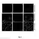 Fig. 05 - Viral propagation system and uses thereof