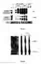 Fig. 07 - Viral propagation system and uses thereof