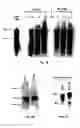 Fig. 08 - Viral propagation system and uses thereof