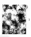 Fig. 09 - Viral propagation system and uses thereof