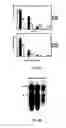 Fig. 10 - Viral propagation system and uses thereof