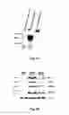 Fig. 11 - Viral propagation system and uses thereof