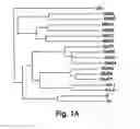 Fig. 02 - Nr3b nmda receptor subunit compositions and related methods