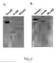 Fig. 04 - Methods for identifying gibberellin responsive genes using cultured vegetable cells