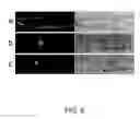 Fig. 06 - Methods for identifying gibberellin responsive genes using cultured vegetable cells
