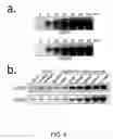 Fig. 07 - Methods for identifying gibberellin responsive genes using cultured vegetable cells