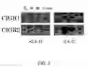 Fig. 08 - Methods for identifying gibberellin responsive genes using cultured vegetable cells