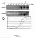 Fig. 09 - Methods for identifying gibberellin responsive genes using cultured vegetable cells