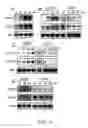 Fig. 12 - Methods for identifying gibberellin responsive genes using cultured vegetable cells