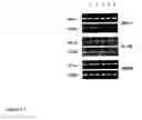 Fig. 06 - Method to determine in vivo nucleic acid levels