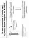 Fig. 19 - Method to determine in vivo nucleic acid levels