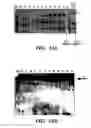 Fig. 24 - Nucleic acid encoding Bacillus stearothermophilus delta prime polymerase subunit