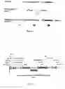 Fig. 05 - Method for comprehensive identification of cell lineage specific genes