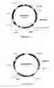 Fig. 07 - Method for comprehensive identification of cell lineage specific genes