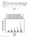 Fig. 09 - Fluorogenic enzyme substrates and uses thereof