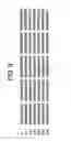 Fig. 09 - Novel DKR polypeptides