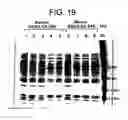 Fig. 20 - Novel DKR polypeptides