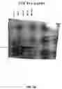 Fig. 06 - Modified shine-dalgarno sequences and methods of use thereof