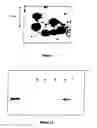 Fig. 02 - Method of detecting immune response