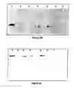 Fig. 03 - Method of detecting immune response