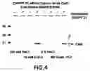 Fig. 05 - Compositions and method for regulation of calcium-dependent signaling in brain