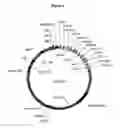 Fig. 02 - Transgenesis with humanized immunoglobulin loci