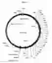 Fig. 03 - Transgenesis with humanized immunoglobulin loci