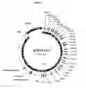 Fig. 04 - Transgenesis with humanized immunoglobulin loci